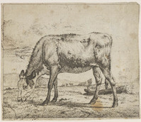 TvB G 3023
          <br/>
          Kalf, grazend
          <br/>
          <em>Velde, Adriaen van de (1636-1672)</em>